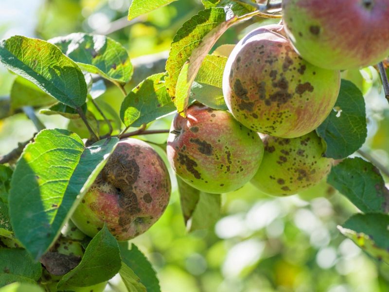Apple Trees (Most Northern Varieties)