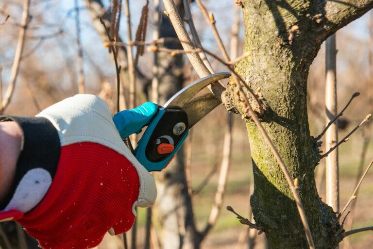 pruning fruit tree