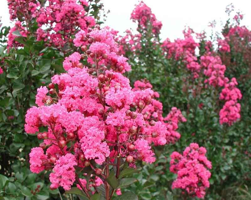 Crape Myrtle (Lagerstroemia indica)