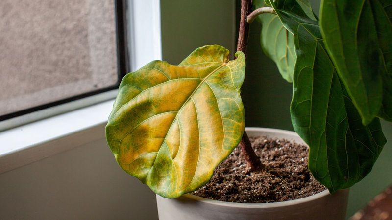 Fiddle Leaf Fig (Ficus Lyrata)