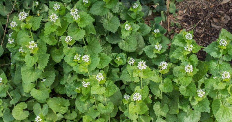 Garlic Mustard