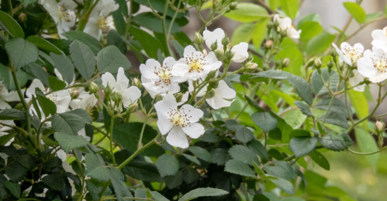 invasive flowering plant