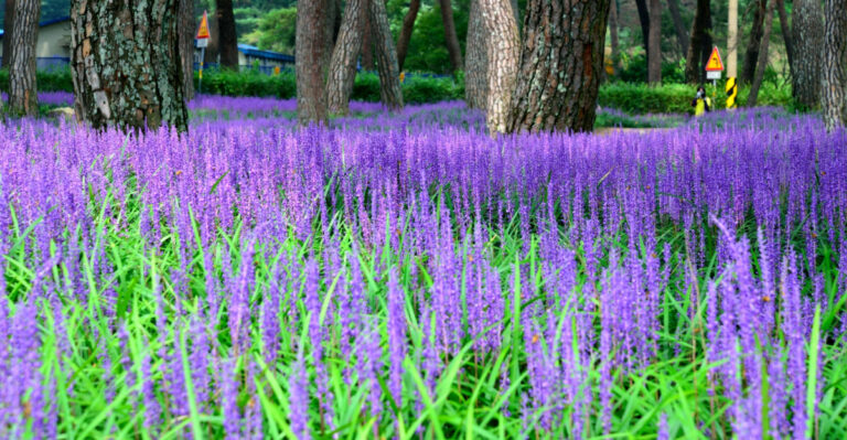 7 It Plants Every North Carolina Gardener Is Choosing For A No‑Fuss Yard In 2026