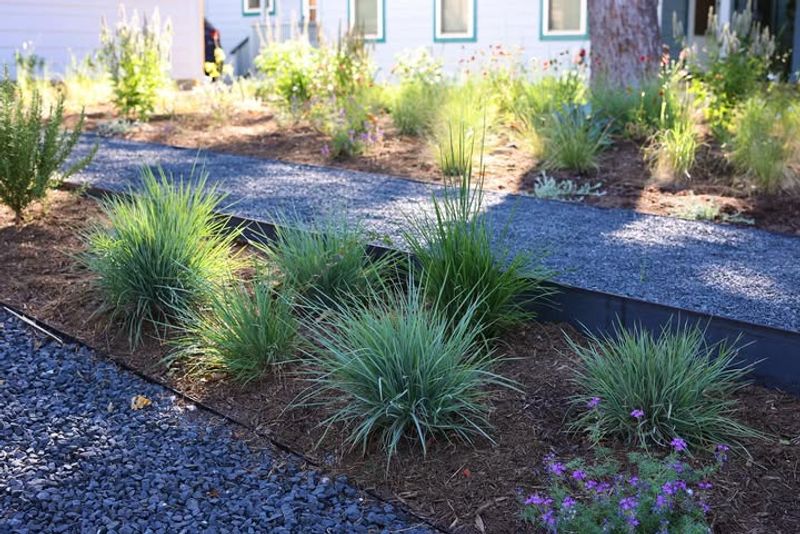Xeriscape Plants Bring Beauty With Almost No Water