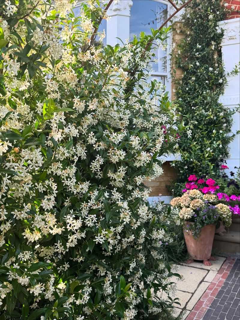 Star Jasmine (Trachelospermum Jasminoides)