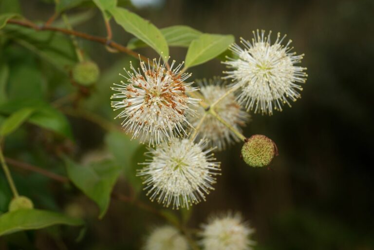 buttonbush