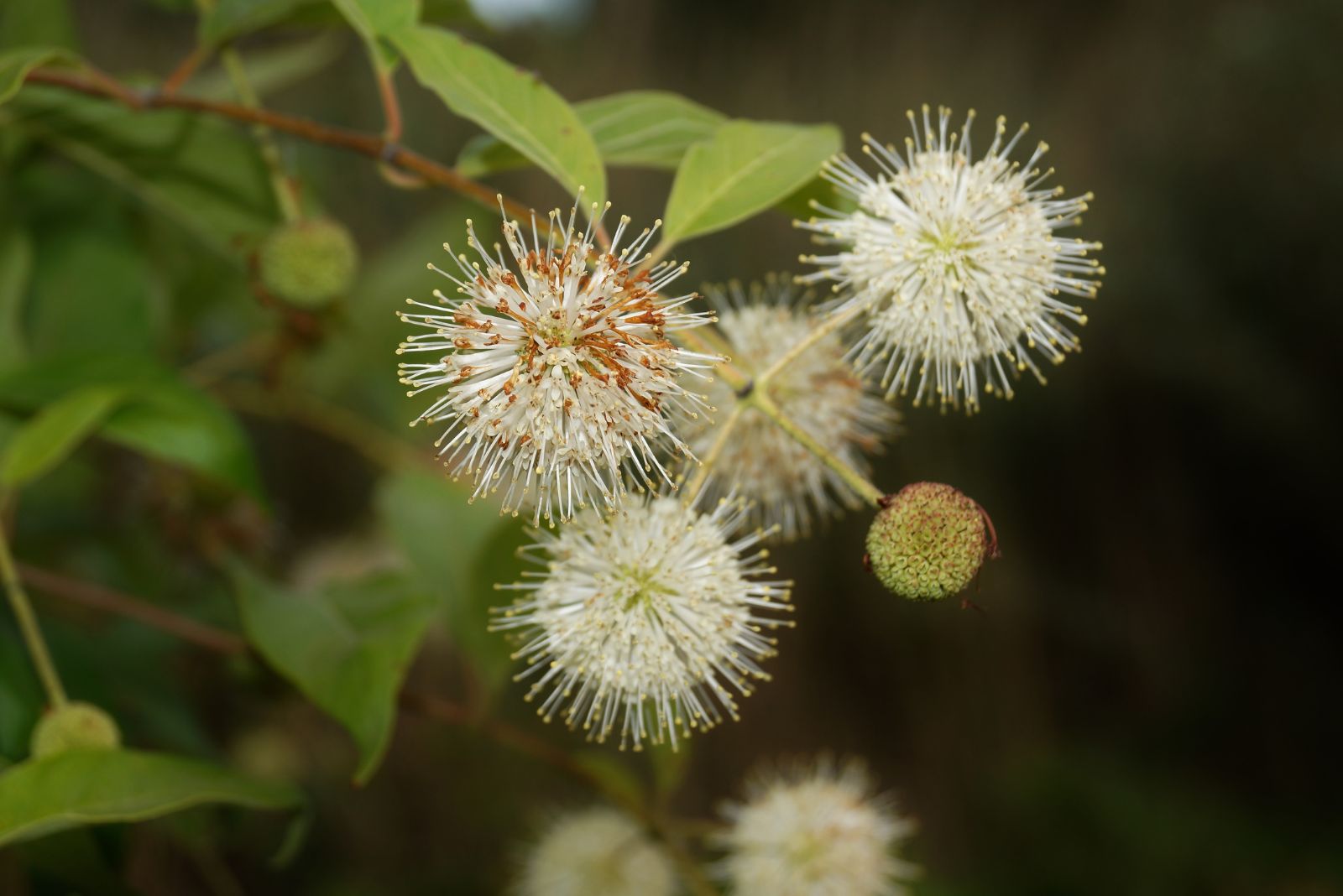 buttonbush