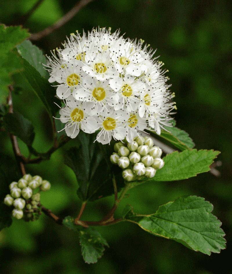 Eastern Ninebark (Physocarpus Opulifolius)