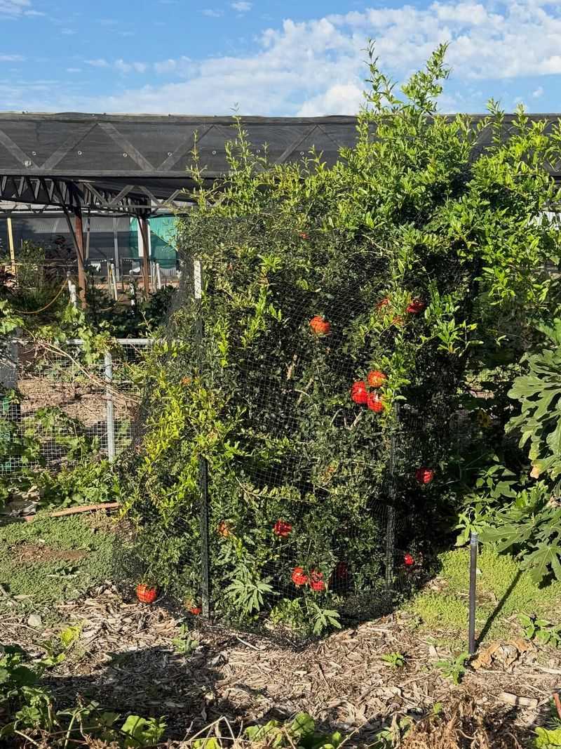 Planting Pomegranates In Poorly Draining Soil