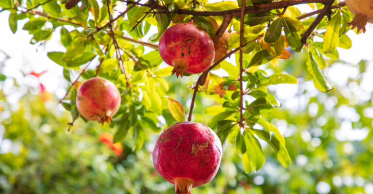 fruit tree (featured image)