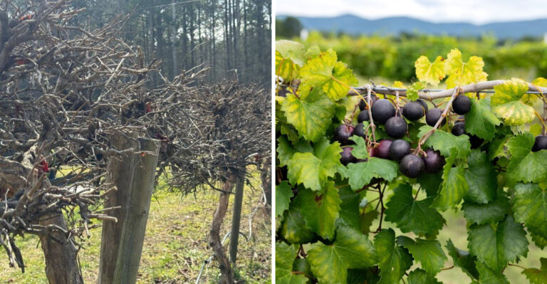 7 Mistakes Georgia Gardeners Make When Growing Muscadine Vines