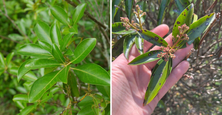 mountain laurel leaves