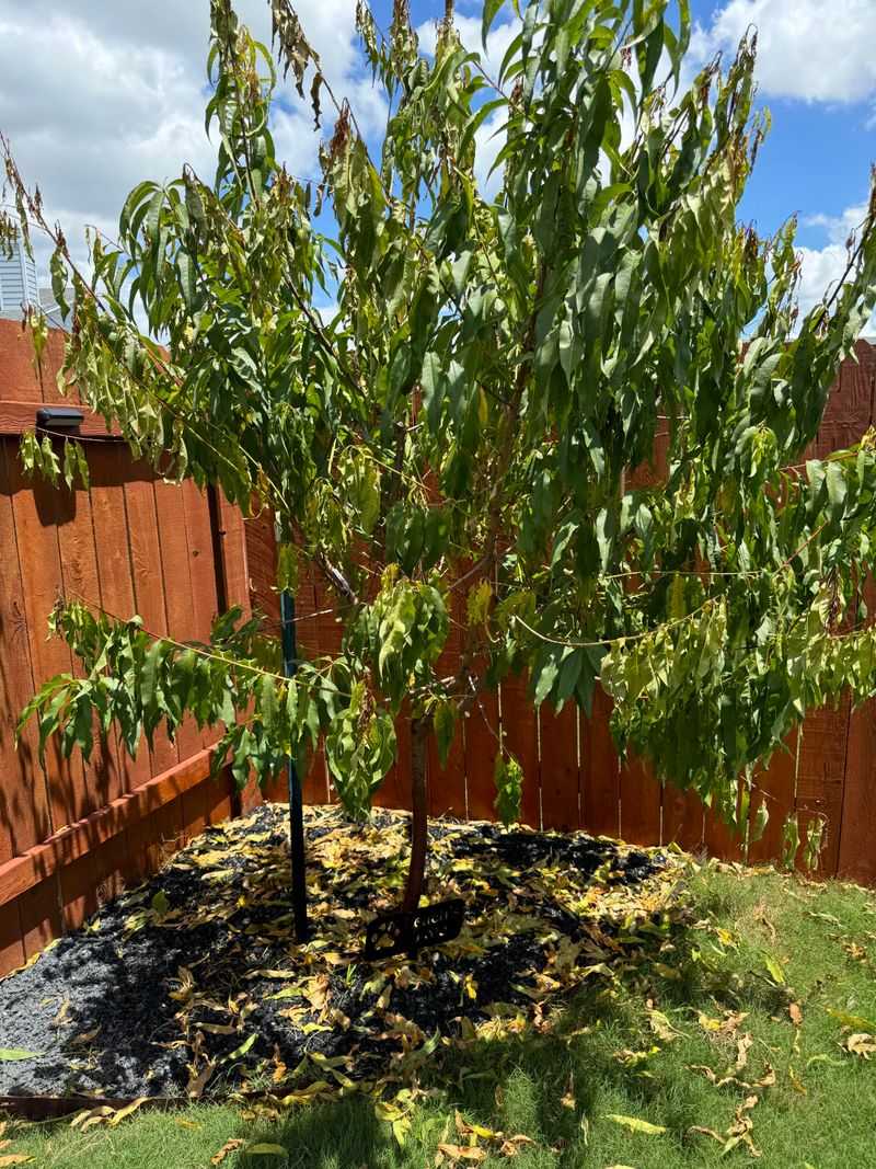 Planting Peach Trees In Poorly Drained Georgia Soil