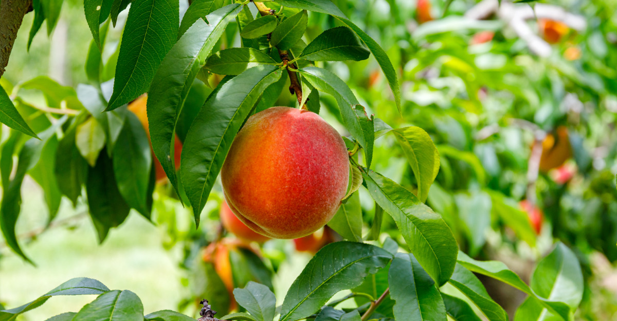 peach tree (featured image)