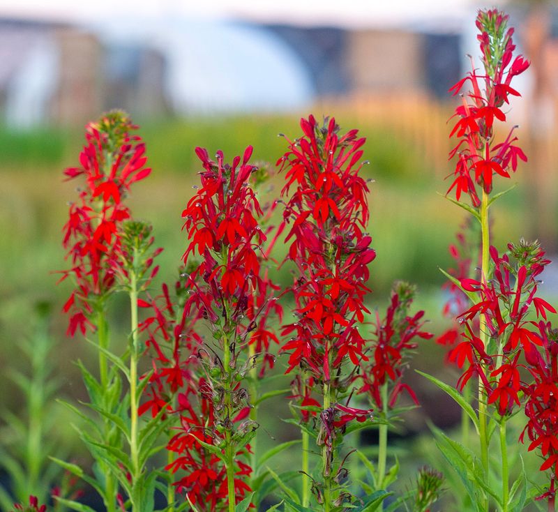 Cardinal Flower 