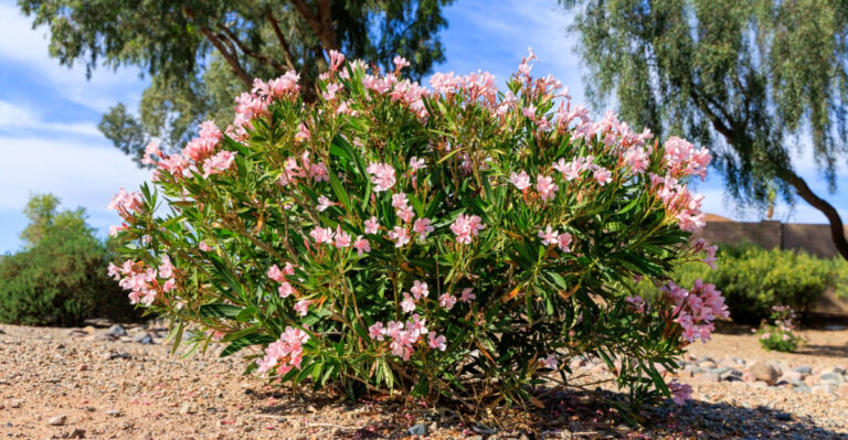 7 Native Arizona Plants To Grow Instead Of Oleander