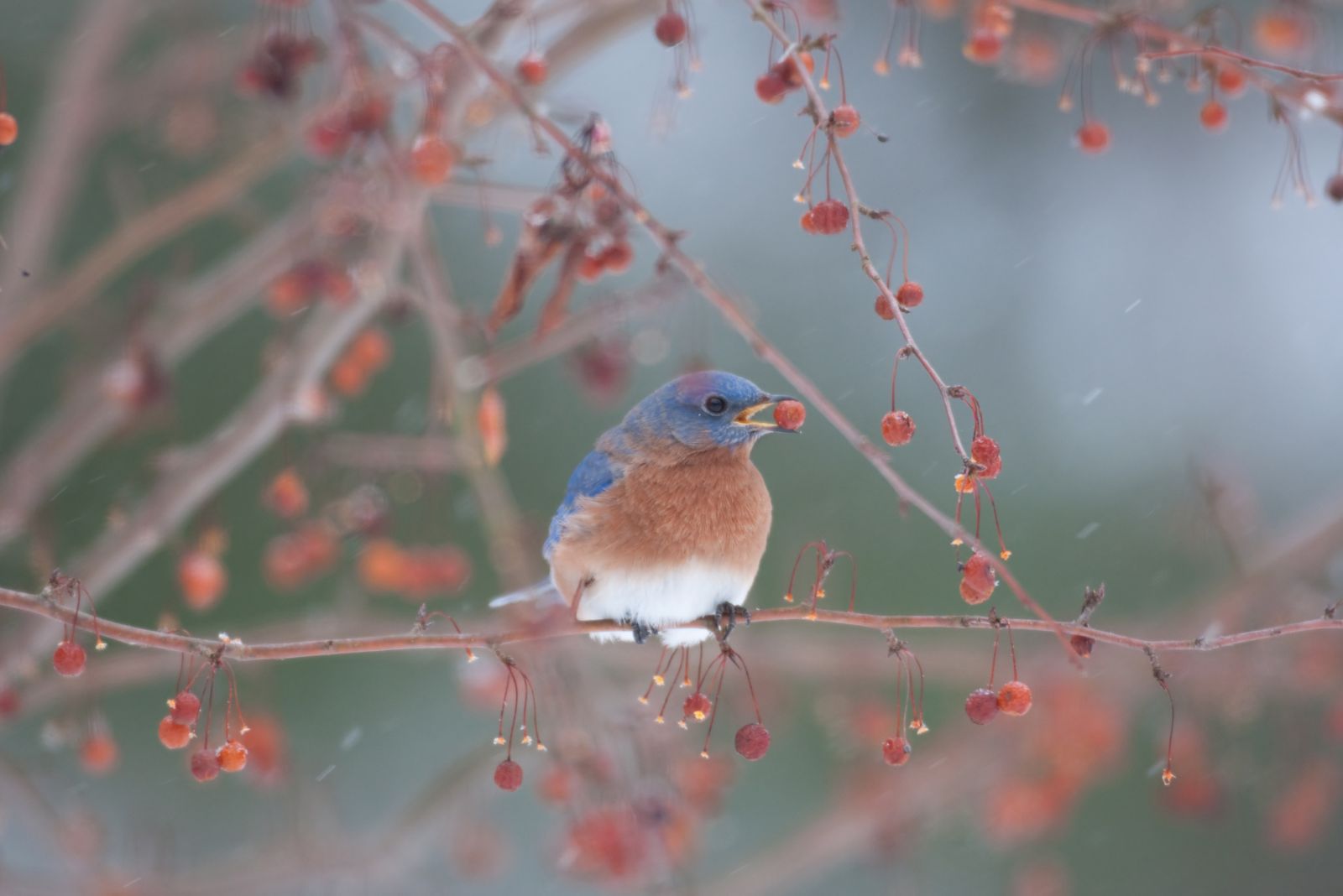 bluebird on berry plant