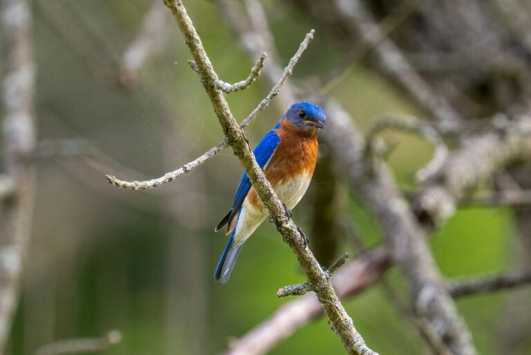 eastern bluebird