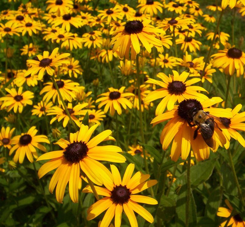 Black-Eyed Susan 