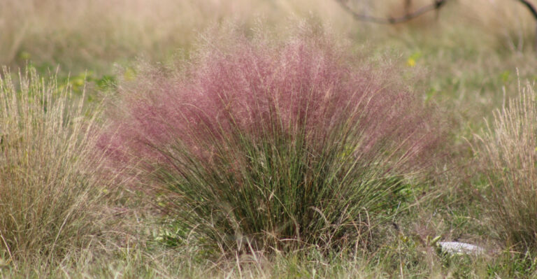 7 Native Georgia Plants That Require Little Water Once Established