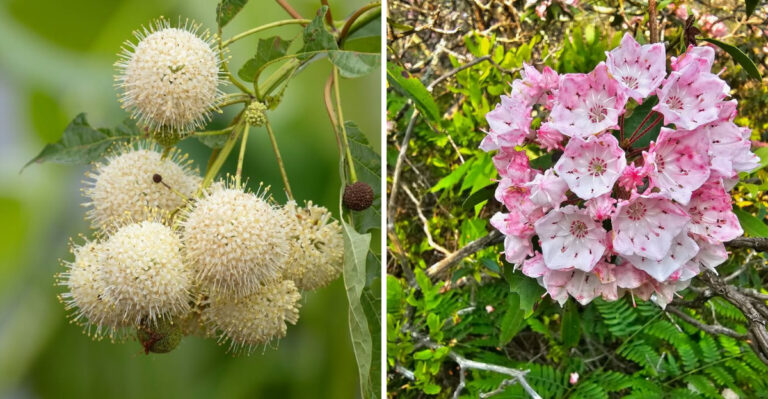 buttonbush and mountain laurel