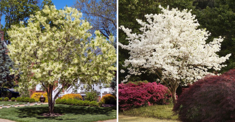Eastern Fringe Tree and Flowering Dogwood