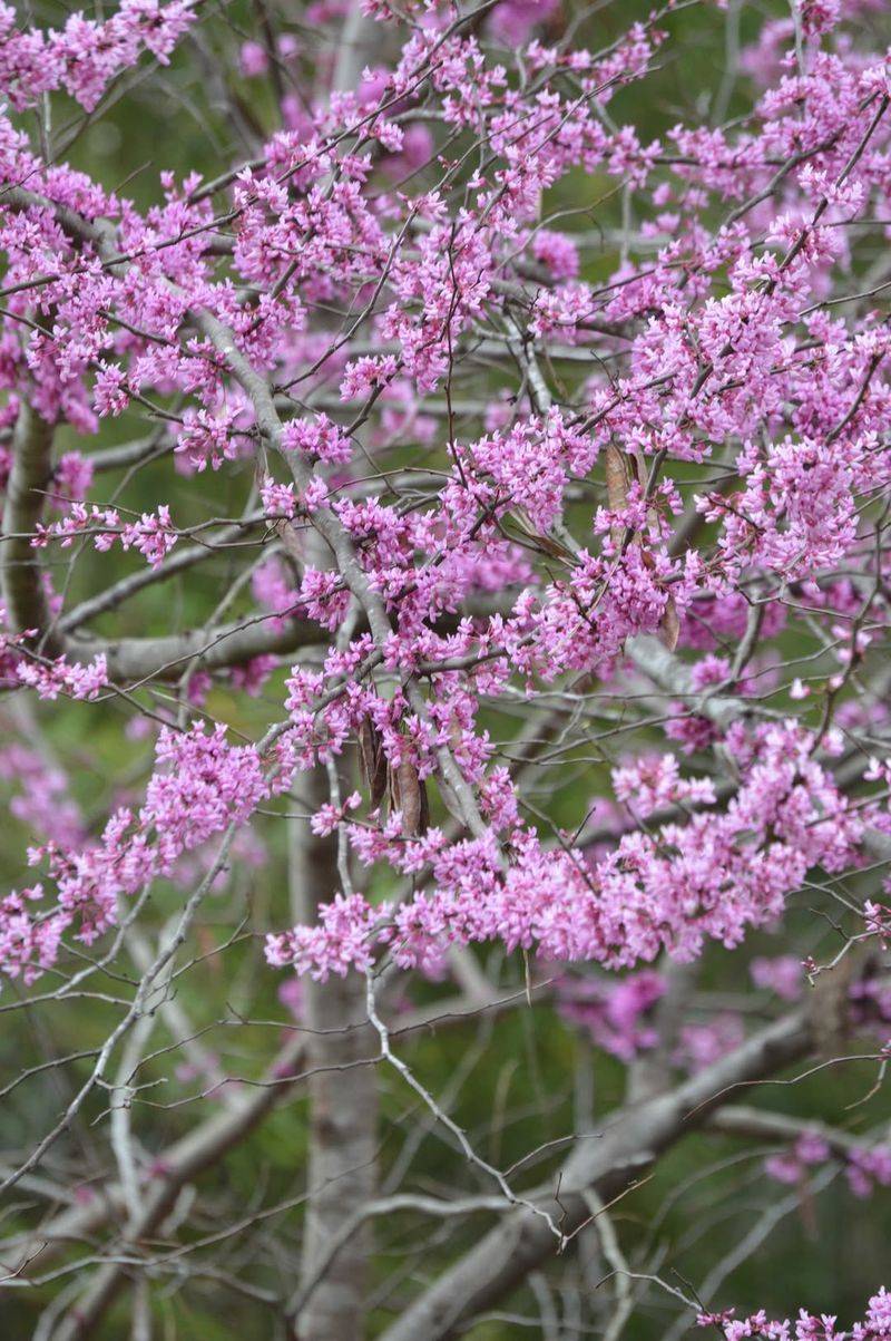 Eastern Redbud (Cercis Canadensis)