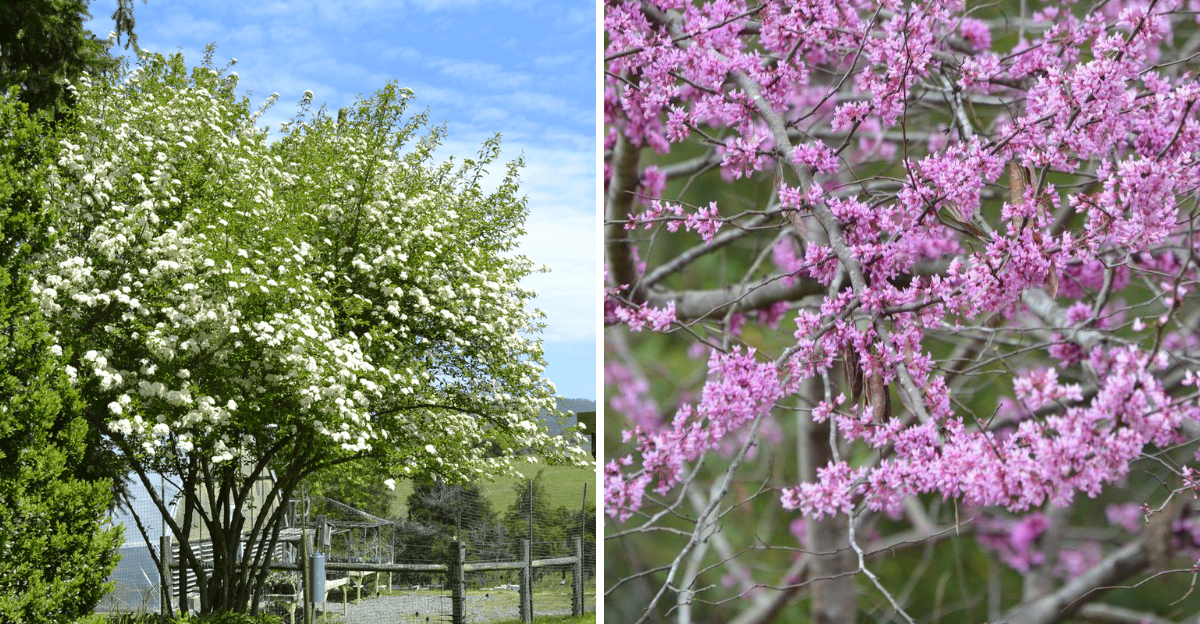 Blackhaw Viburnum and Eastern Redbud