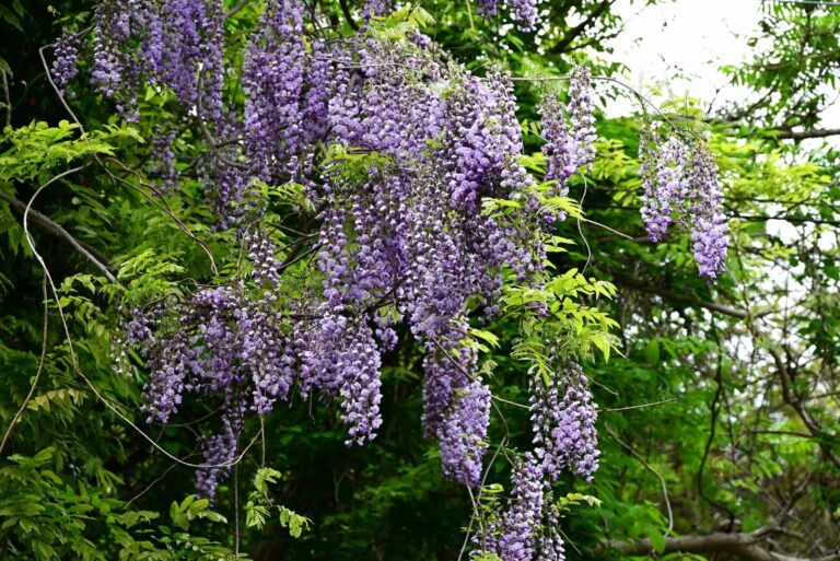 wisteria