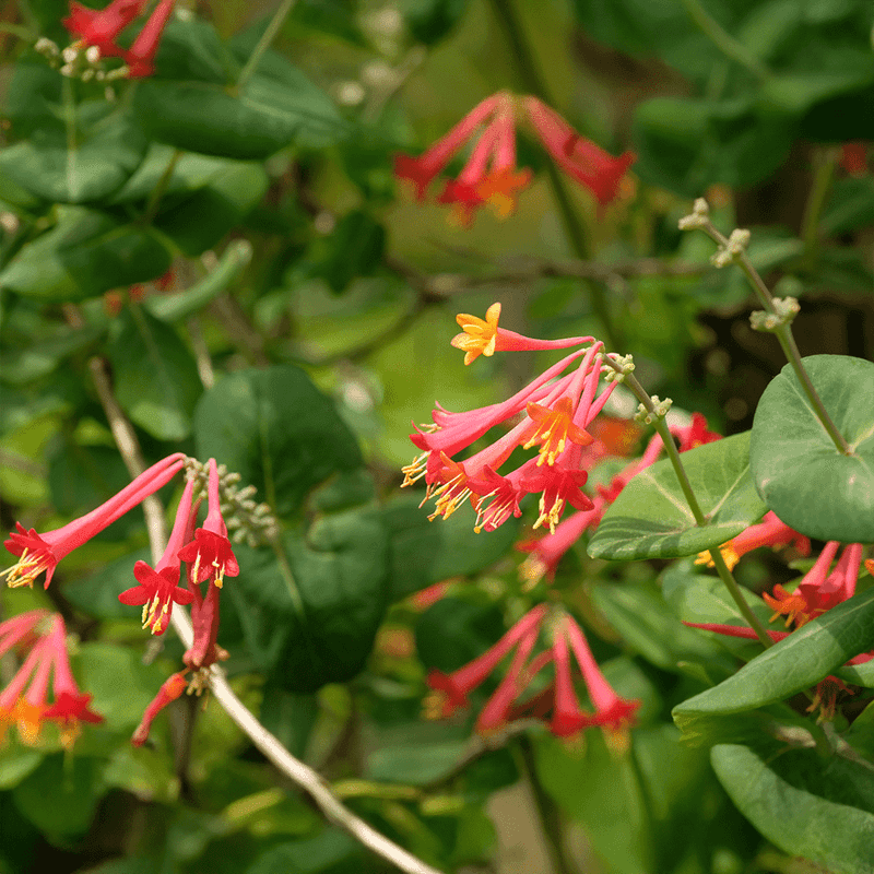 Coral Honeysuckle (Lonicera Sempervirens)