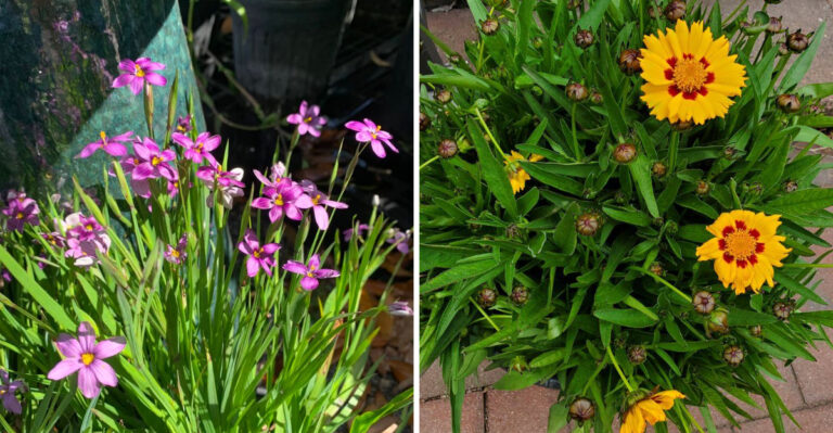 7 Native Plants Perfect For Patio Pots In Georgia Before Summer Heat Hits