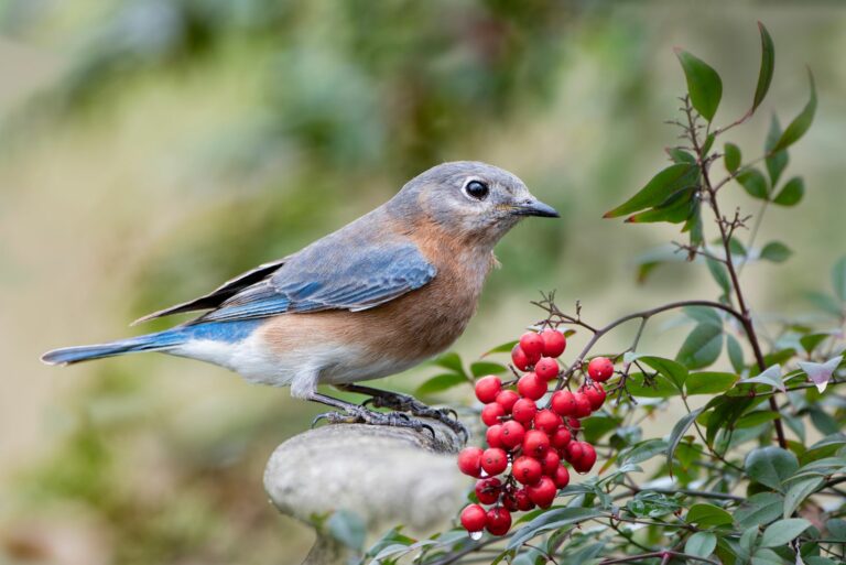 eastern bluebird
