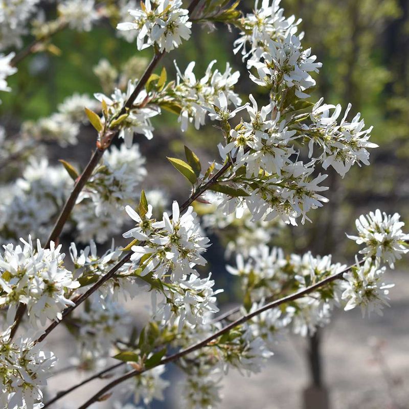 Serviceberry (Amelanchier Canadensis)