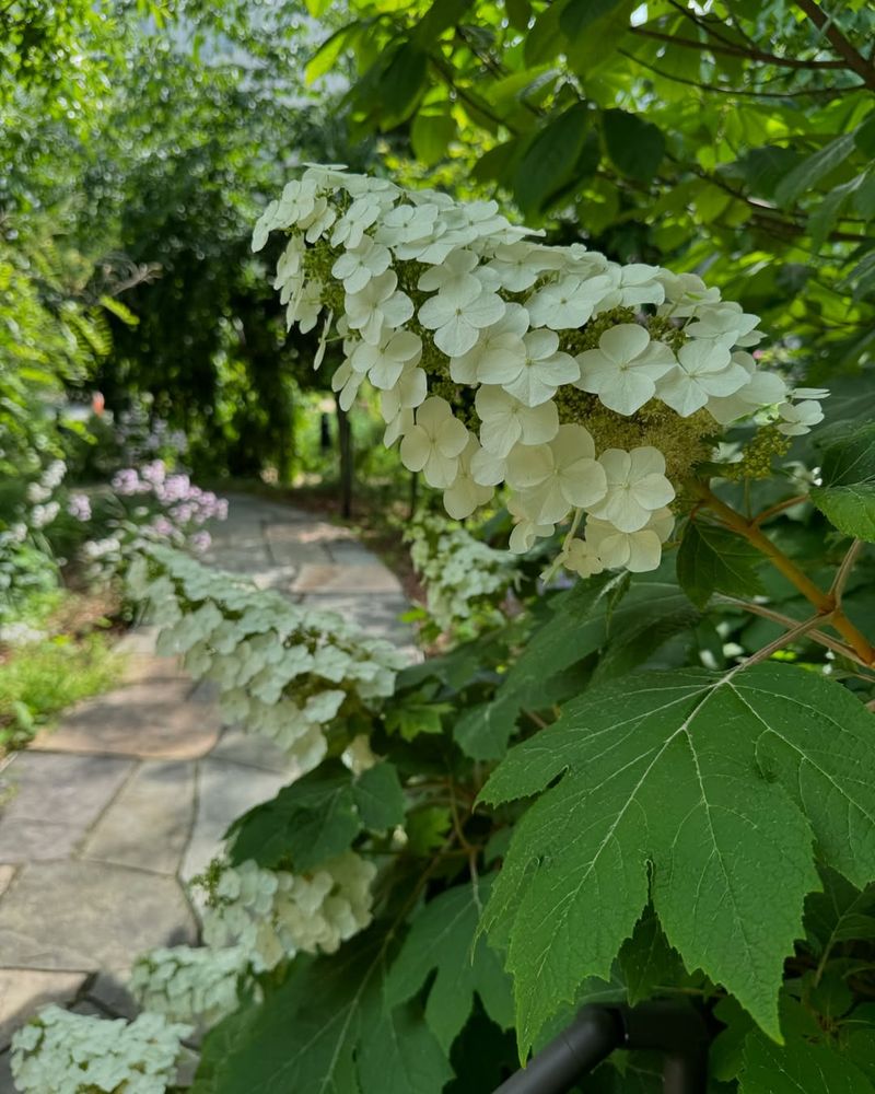 Oakleaf Hydrangea