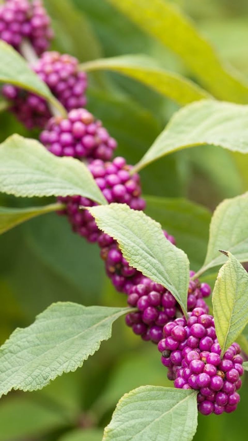 American Beautyberry (Callicarpa Americana)