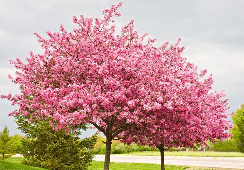 Texas Redbud 