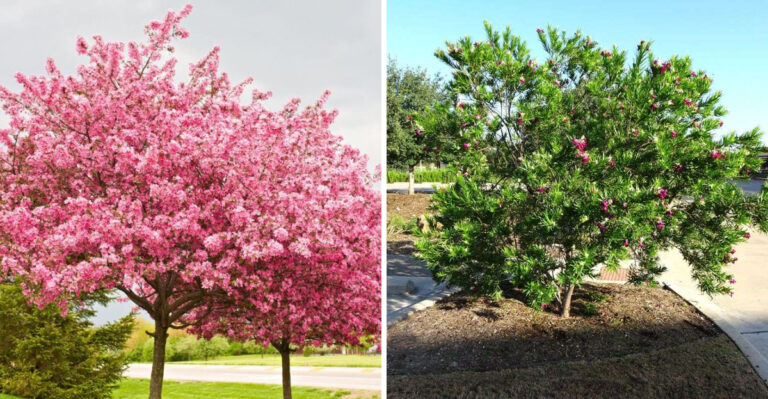Texas Redbud and Desert Willow