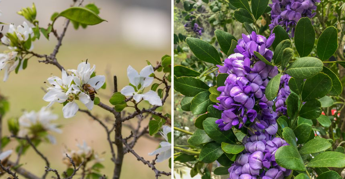 Anacacho Orchid Tree and Texas Mountain Laurel