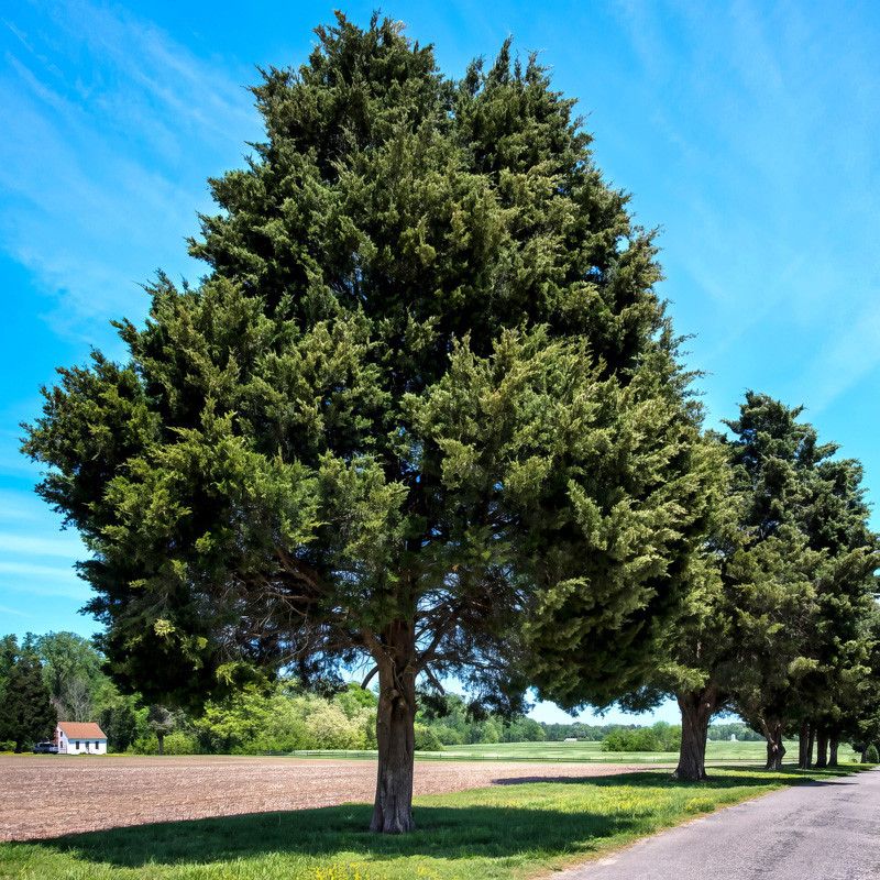 Eastern Red Cedar Adds Winter Cover And Berries