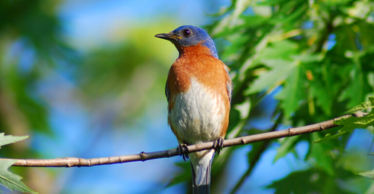 7 Native Trees That Attract Eastern Bluebirds To Your Pennsylvania Garden