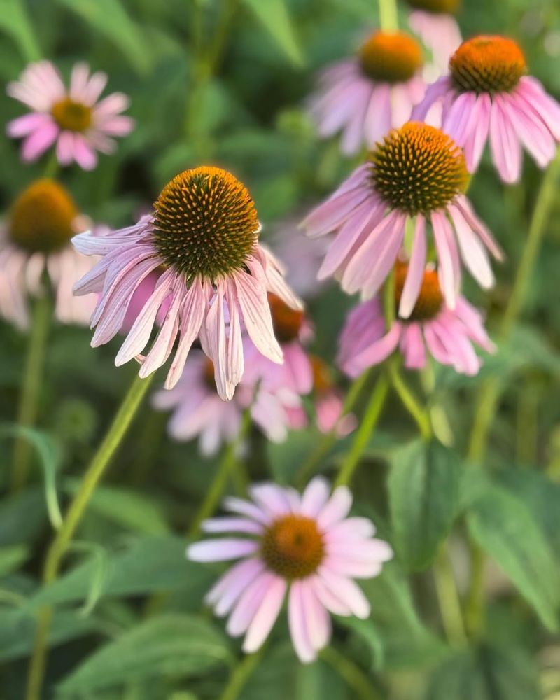 Coneflower (Echinacea Purpurea)