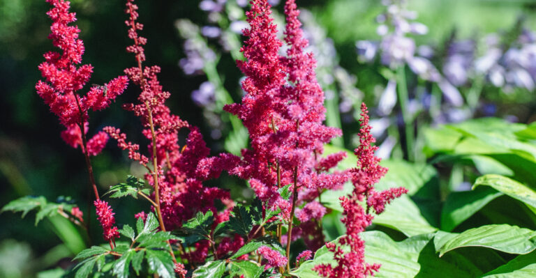 astilbe
