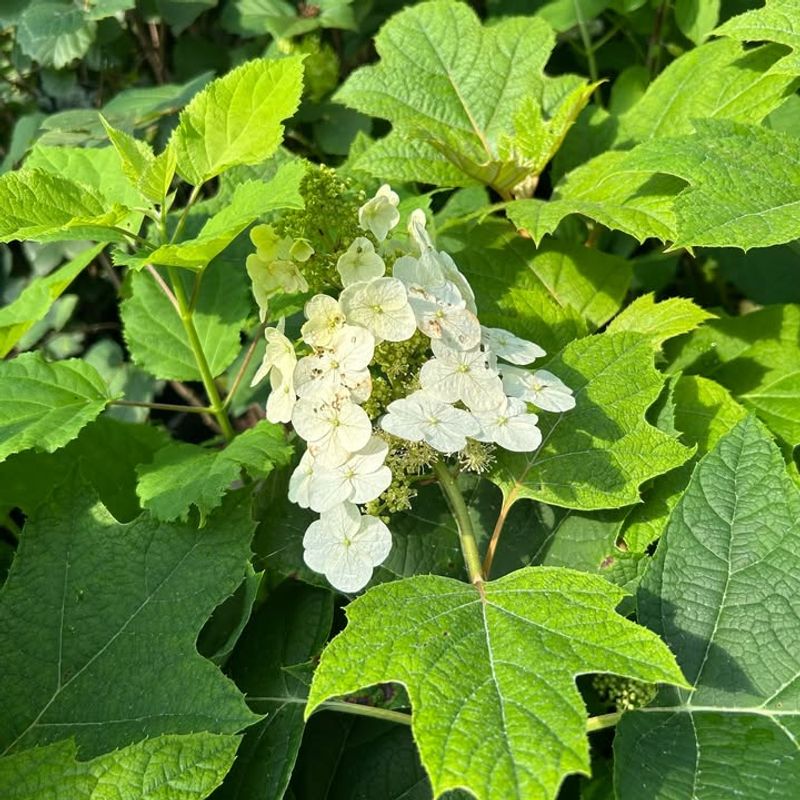 Bigleaf And Oakleaf Hydrangeas Need Their Buds