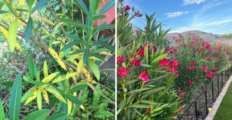 7 Oleander Care Mistakes Arizona Gardeners Should Watch For