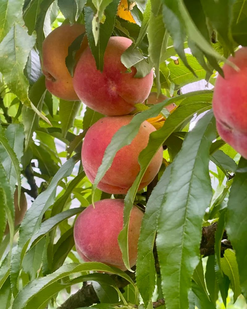 Planting High Chill Varieties That Struggle In Low Desert Winters