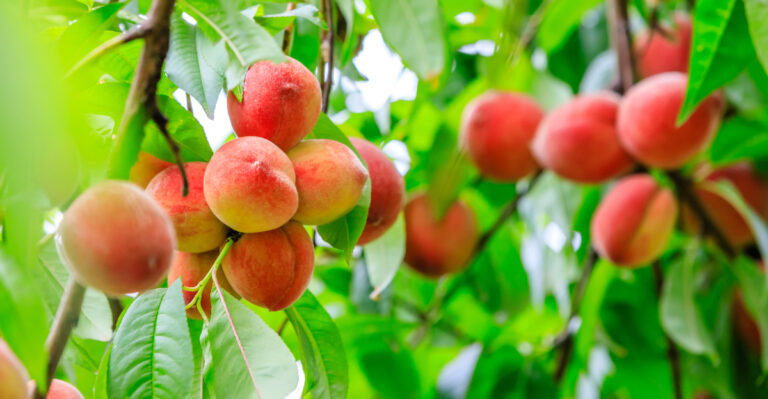 peach tree (featured image)