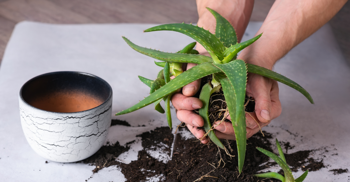 7 Pennsylvania Indoor Plants That Need Repotting In March