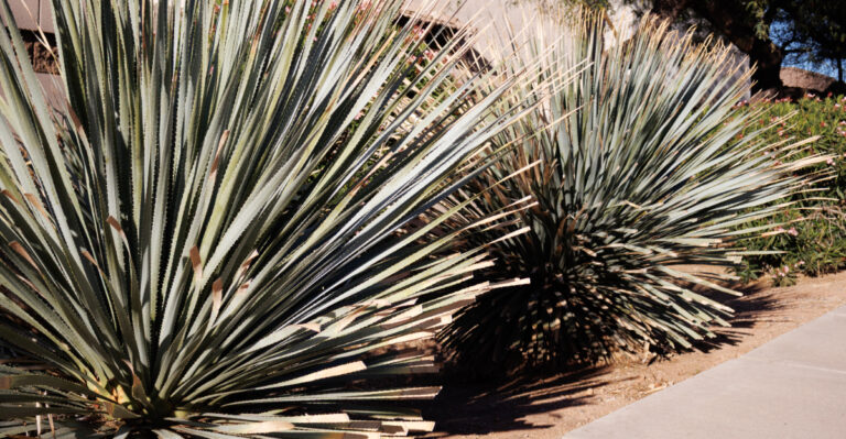 plant (featured image)