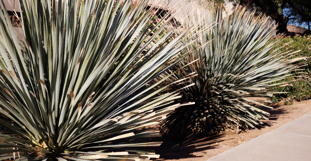 plant (featured image)