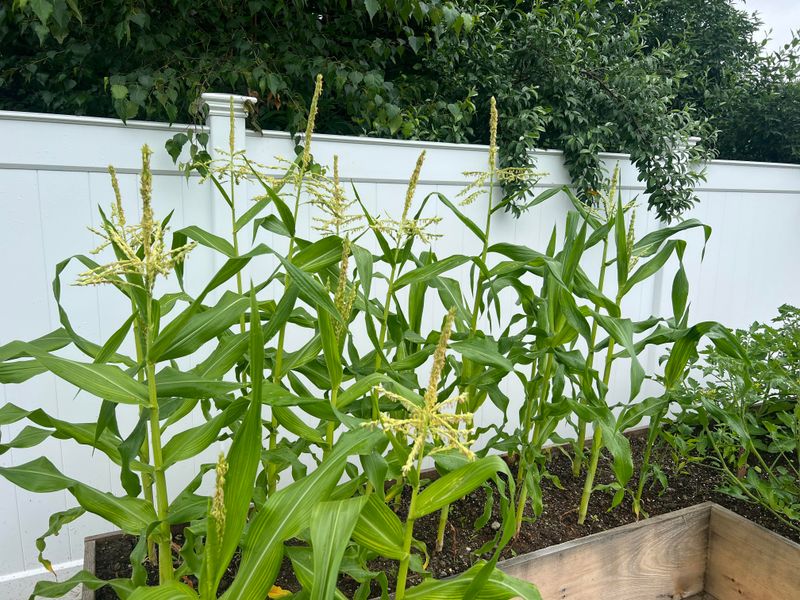 Corn Can Attract The Same Fruit Damaging Pests As Tomatoes